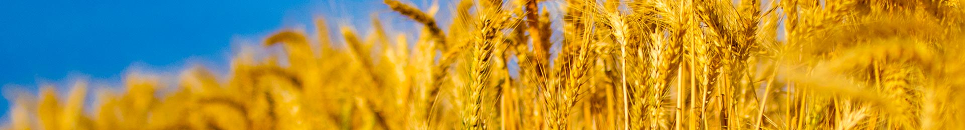 Close-up of golden wheat heads against a blue sky.