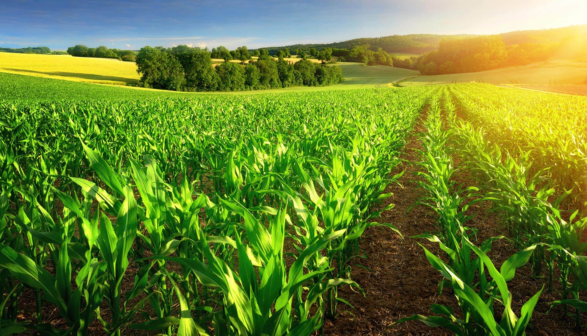 Sunlit cornfield with green plants, rolling hills, and clear blue sky.