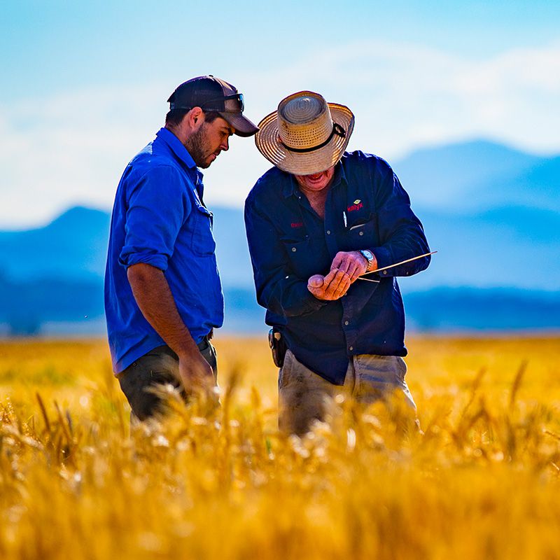 Two workers discussing in a golden wheat field.