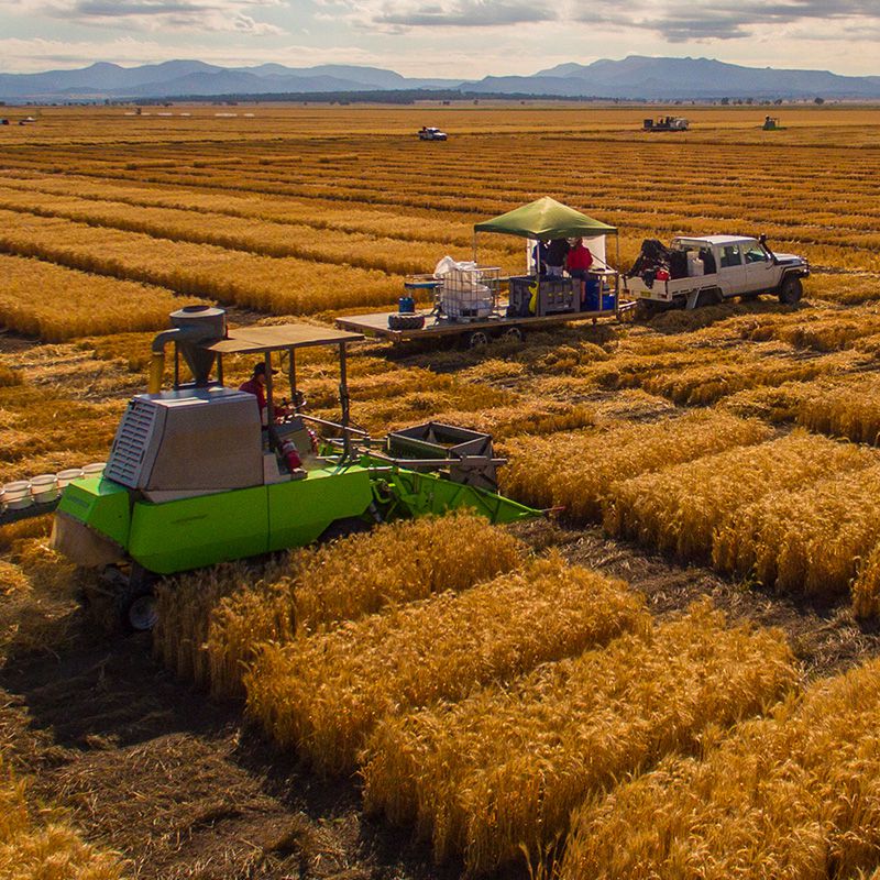 Harvesting machinery and workers in a large, organized wheat field.