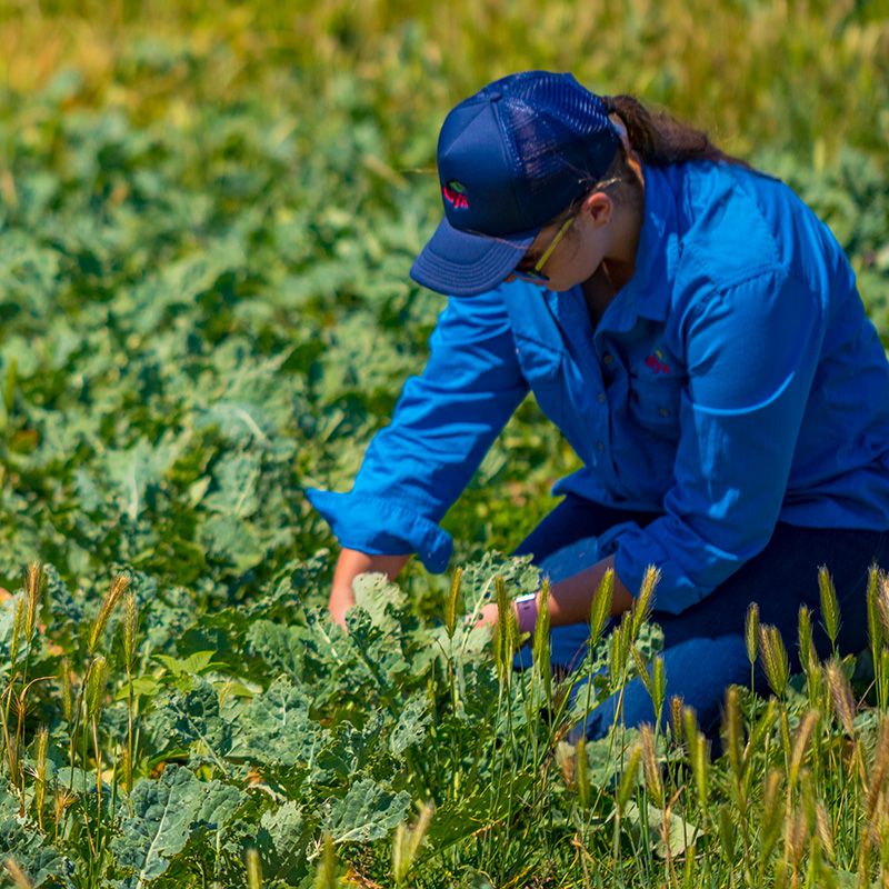 Worker inspecting crops in a leafy field.