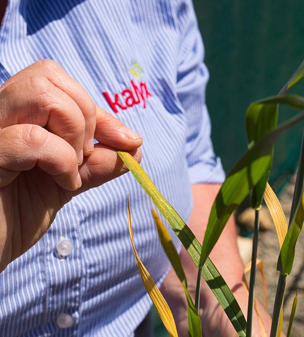 Worker inspecting a plant leaf in a field.