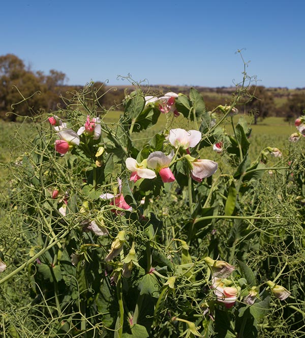 Flowering pea plants in a sunny field.