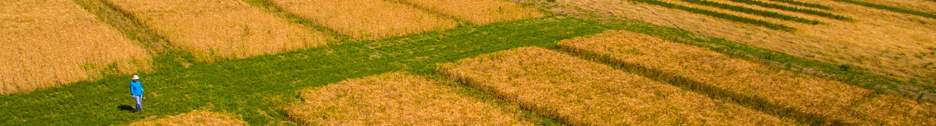 Aerial view of a worker in a blue outfit standing in a patterned wheat field.