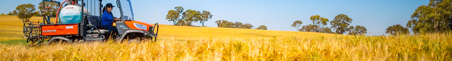 Worker driving a Kubota off-road vehicle in a golden wheat field.