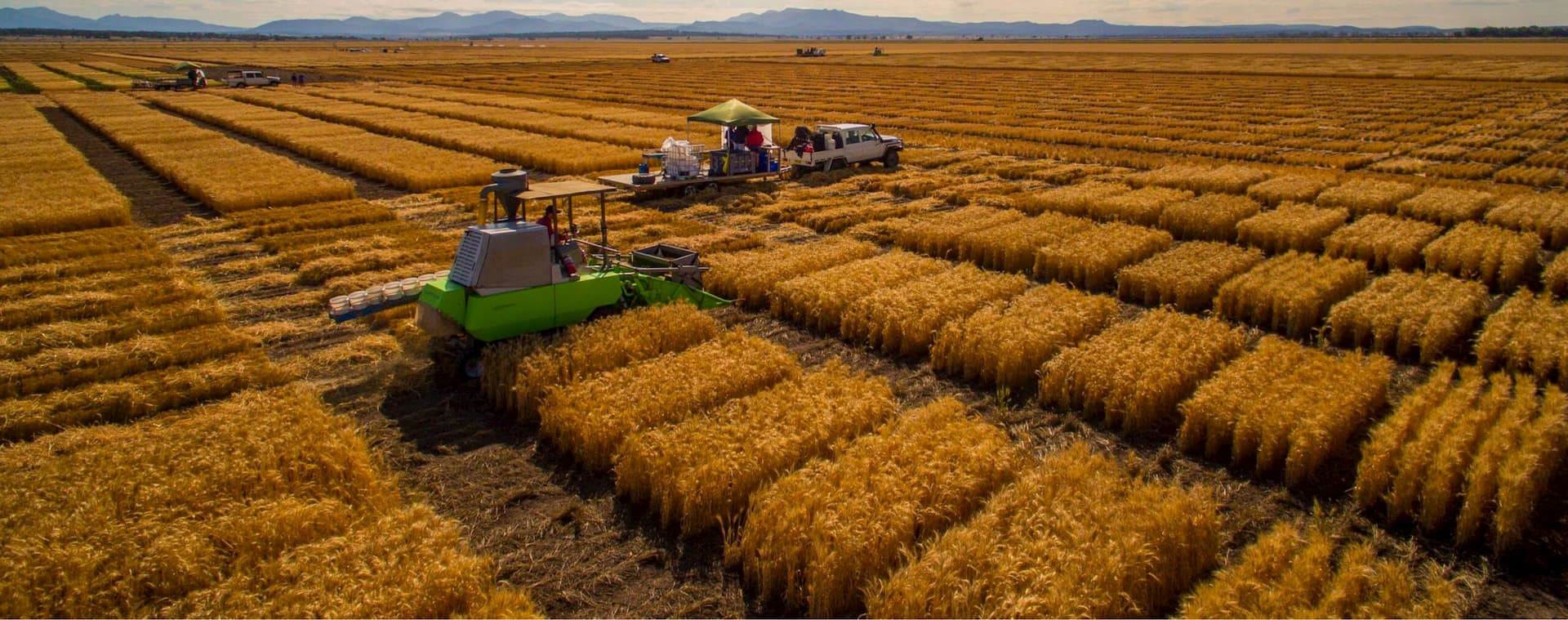 Harvesting machinery and workers in a large, organised wheat field.