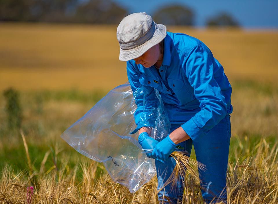 Worker in blue clothing and hat collecting samples in a wheat field.