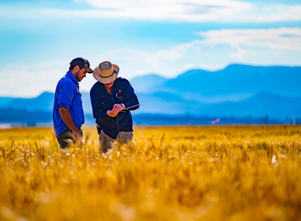 Two workers discussing in a golden wheat field with mountains in the background.