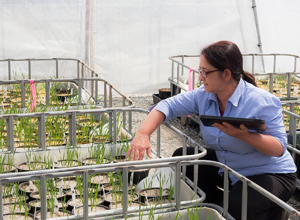 Worker examining plants in a greenhouse with a tablet.