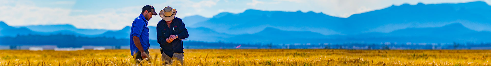 Two workers discussing in a golden wheat field with mountains in the background.