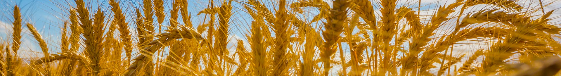 Close-up of golden wheat heads against a blue sky.