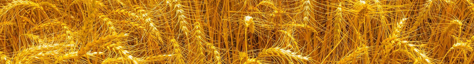 Close-up of golden wheat heads against a blue sky.