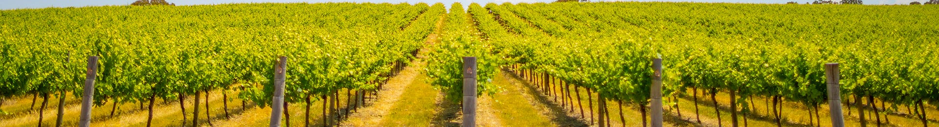 Rows of vibrant green grapevines in a sunny vineyard.